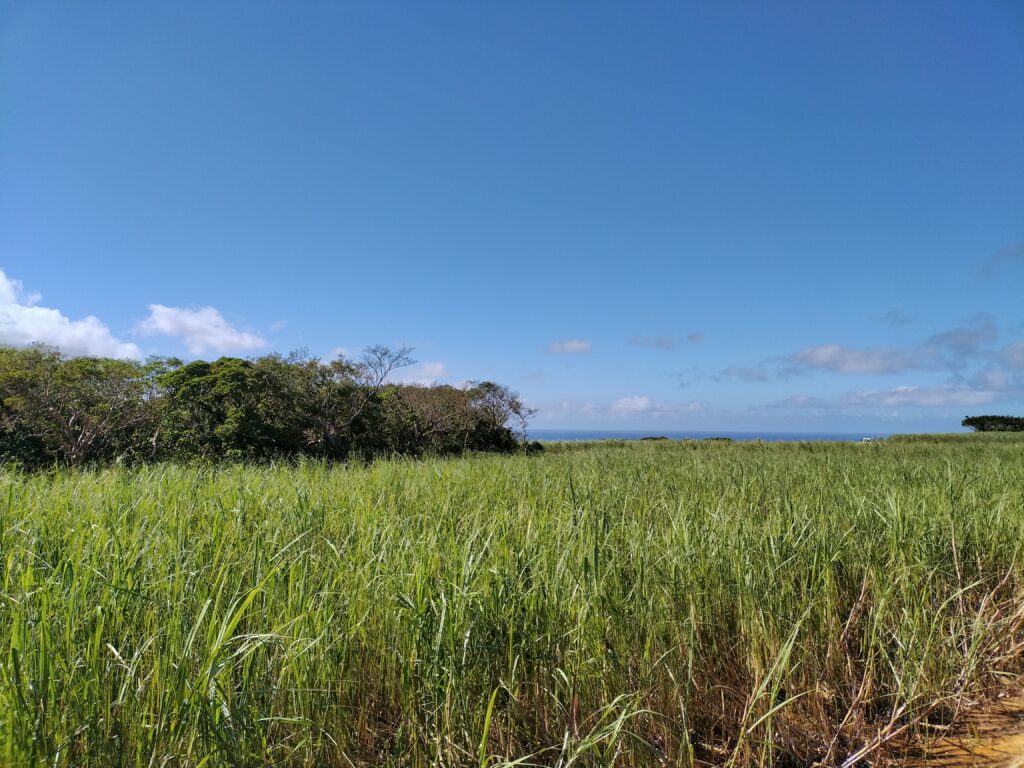 青空の下に広がる沖永良部島の緑の畑